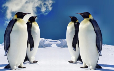 Google Pingouin 4.0